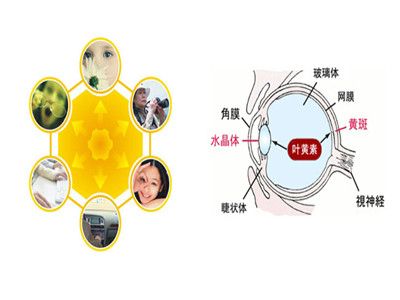 婴幼儿可以服用叶黄素吗  解读关于叶黄素的小秘密