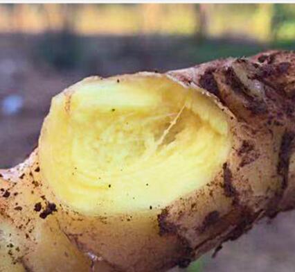 生姜擦头皮正确方法是什么 介绍生姜治脱发的正确步骤