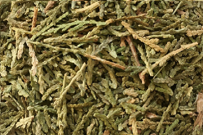 侧柏叶的副作用和禁忌 带你了解侧柏叶