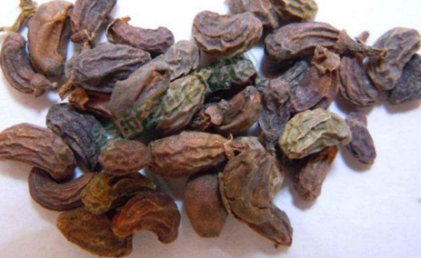 女贞子能治疗脱发吗 女贞子能治疗脱发吗