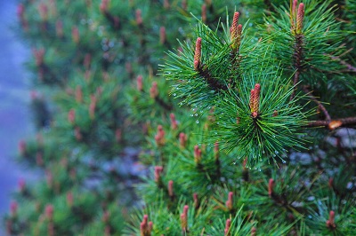 松针能治脱发吗 松针治疗脱发效果显著