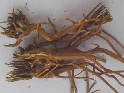 大柴胡和小柴胡的区别 盘点大柴胡和小柴胡功效的不同点