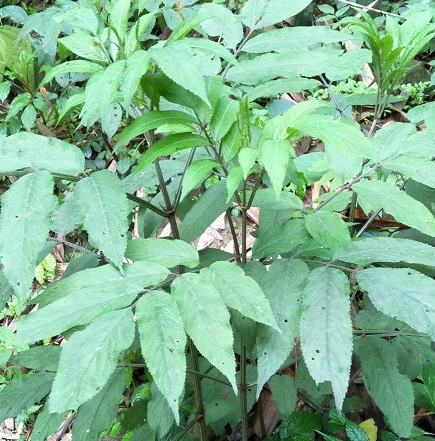 麻叶子的功效与作用 详解其五点功效