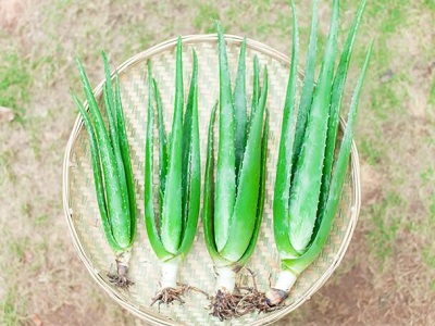 五分钟快速拉肚子的方法有哪些 4个方法快速腹泻简单又有效