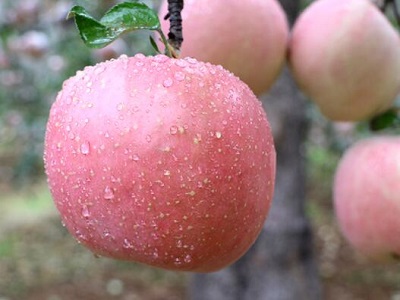 煮苹果水有哪些好处和坏处 介绍苹果煮水的好与坏
