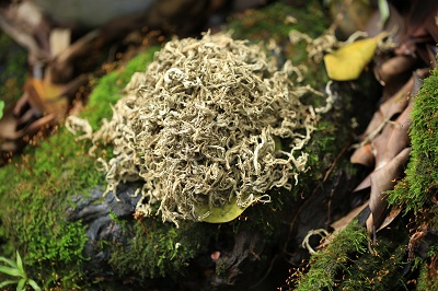 治疗痔疮有什么偏方 分享5个常见的治痔疮偏方