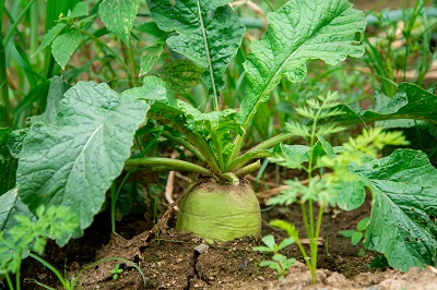 便秘吃什么蔬菜通便 便秘最怕的三种蔬菜