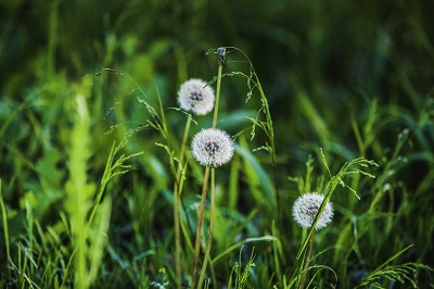 一味中草药专治幽门菌感染 详解应对幽门菌感染的中草药